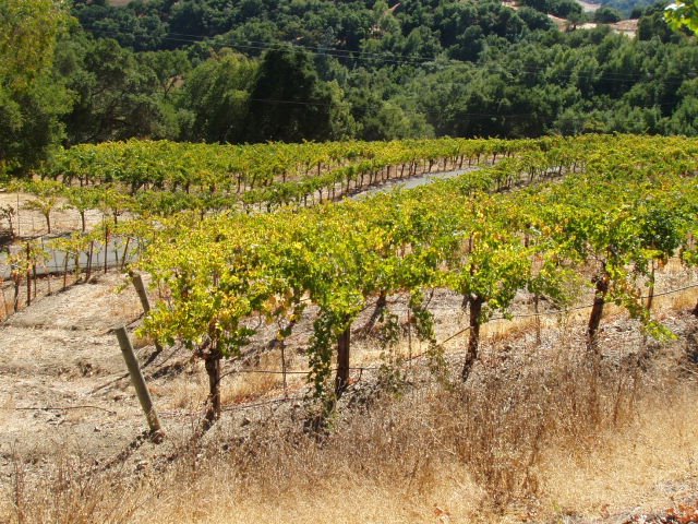 エゲルホフ カベルネ ソーヴィニヨン ナパ ヴァレー 2016年